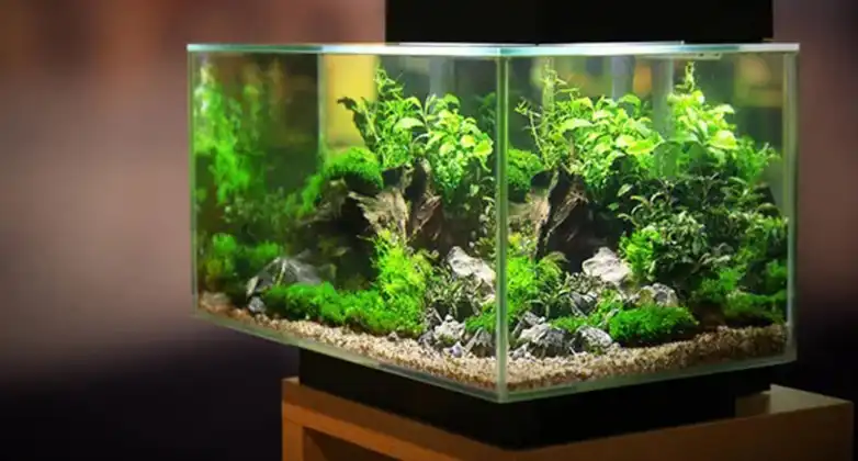 Read more about the article Can I Use River Water in My Aquarium? Is It Possible?