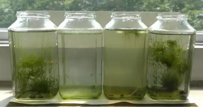 The Science Behind Algae_s Adaptability