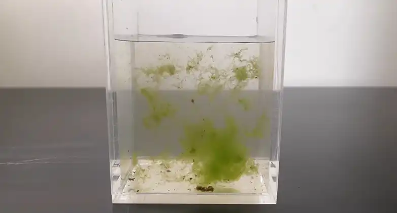 Read more about the article [Explored] Will Algae Grow in Distilled Water?