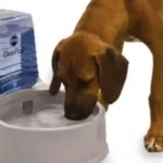 Is Soft Water Safe to Drink for Dogs