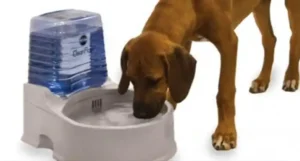 Read more about the article Is Soft Water Safe to Drink for Dogs? Unveiling the Facts and Recommendations